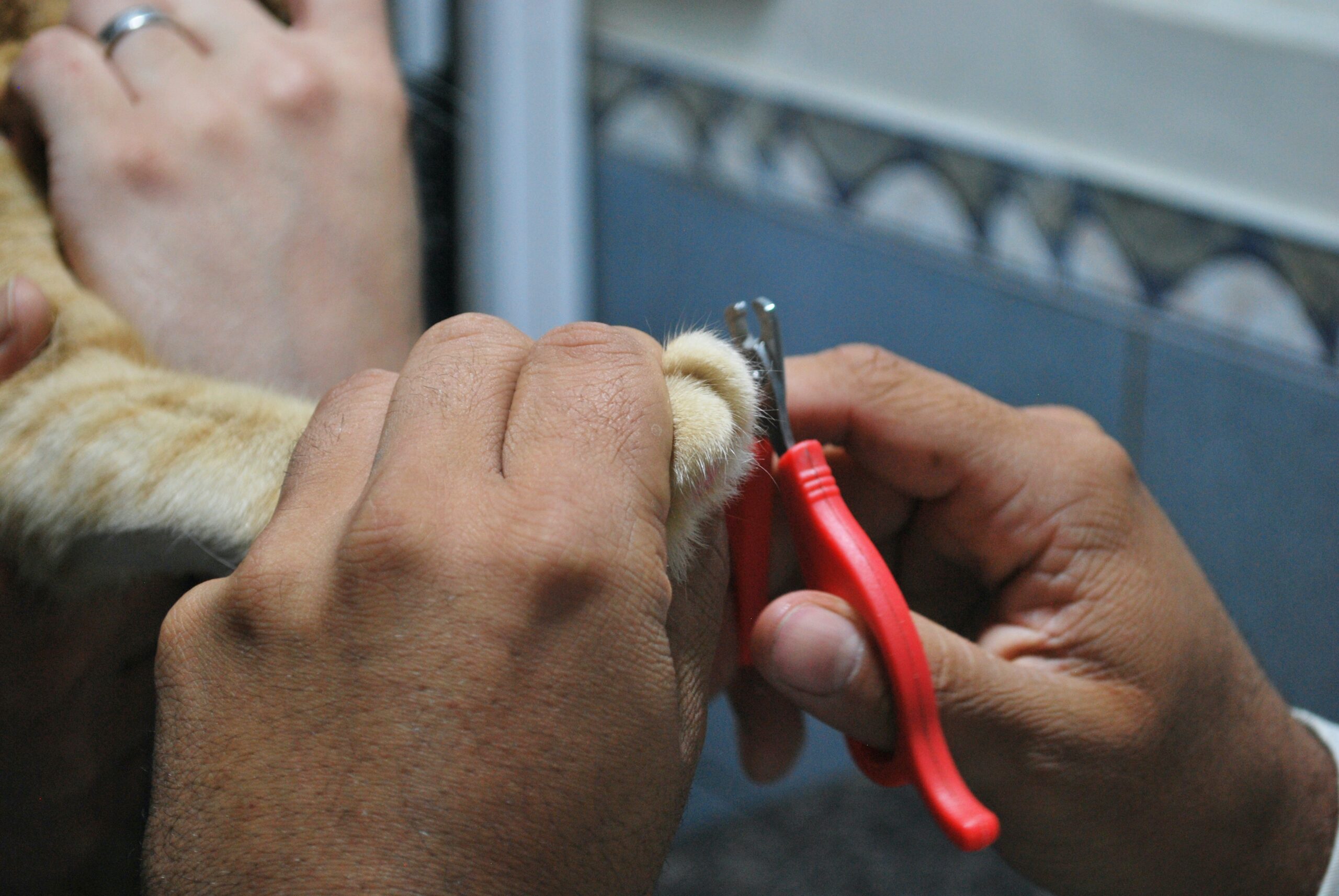 Pet Grooming Entrepreneurs