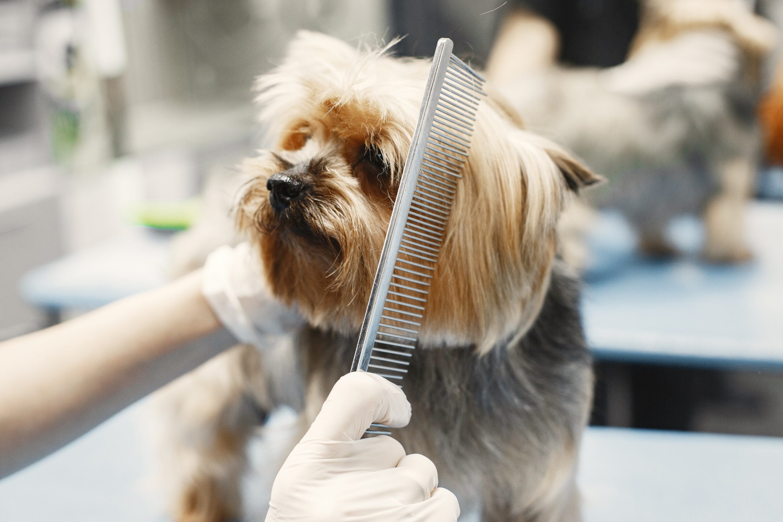 Pet Grooming Entrepreneurs