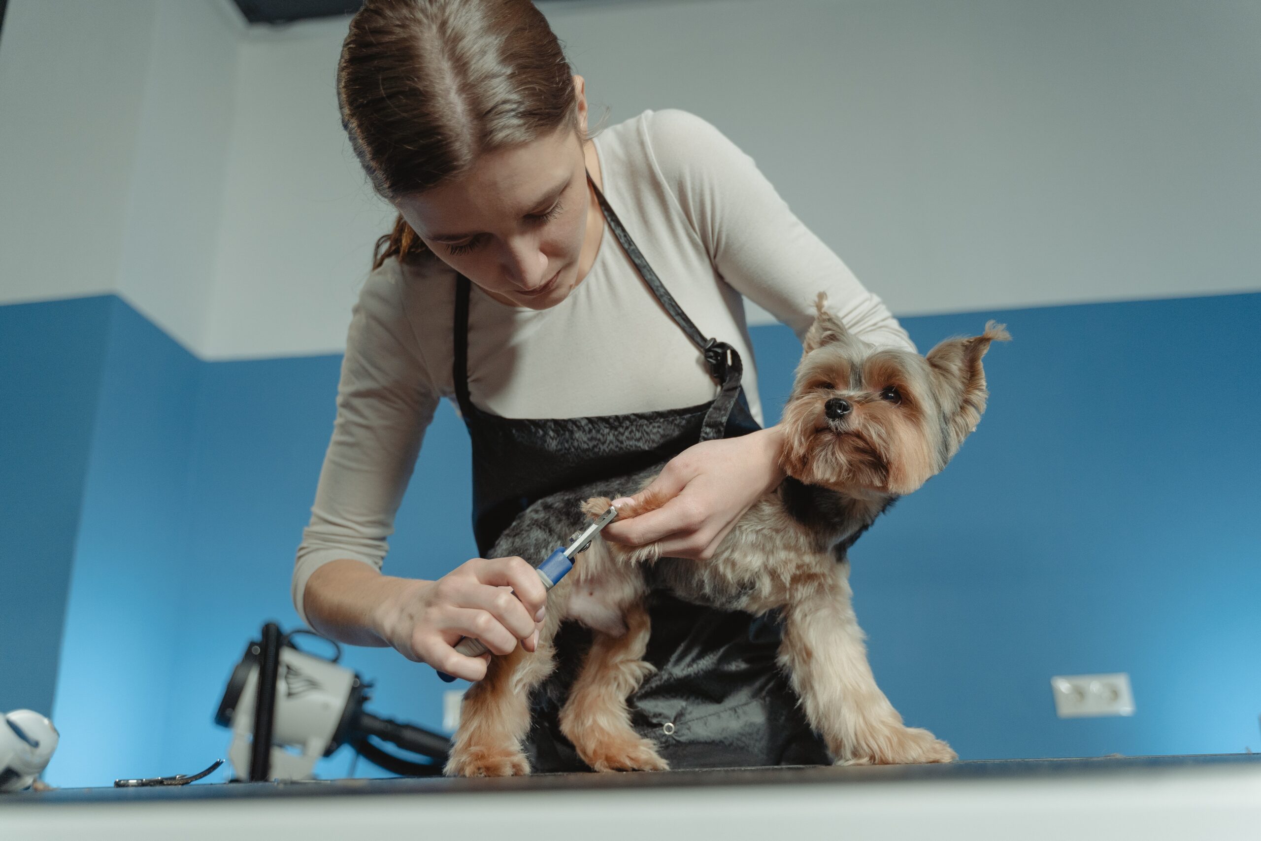 Pet Grooming Entrepreneurs