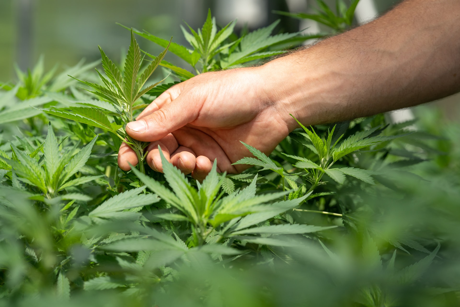 CBD Store Breathes New Life