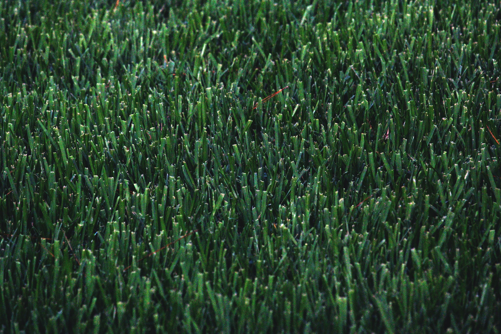 Lawn Care Extraordinaire